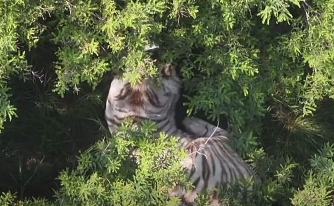 Capturan al tigre de Bengala que escapó en Tepetlaoxtoc