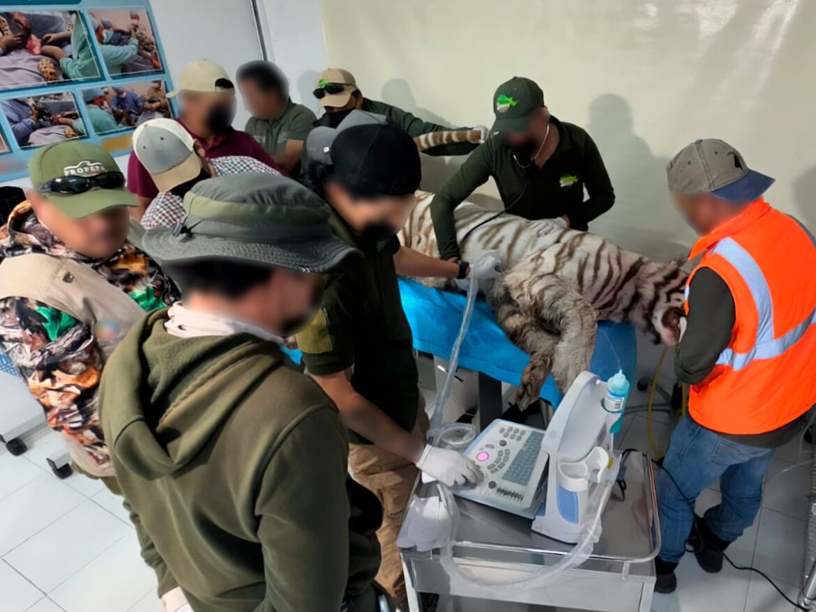 Muere tigre Kenzo por disparo policial tras escapar de instalación privada en Tepetlaoxtoc