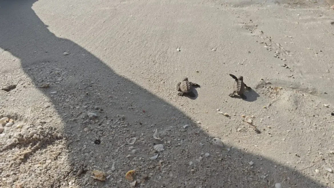 Armada de México protege eclosión de 200 tortugas marinas en Sabancuy