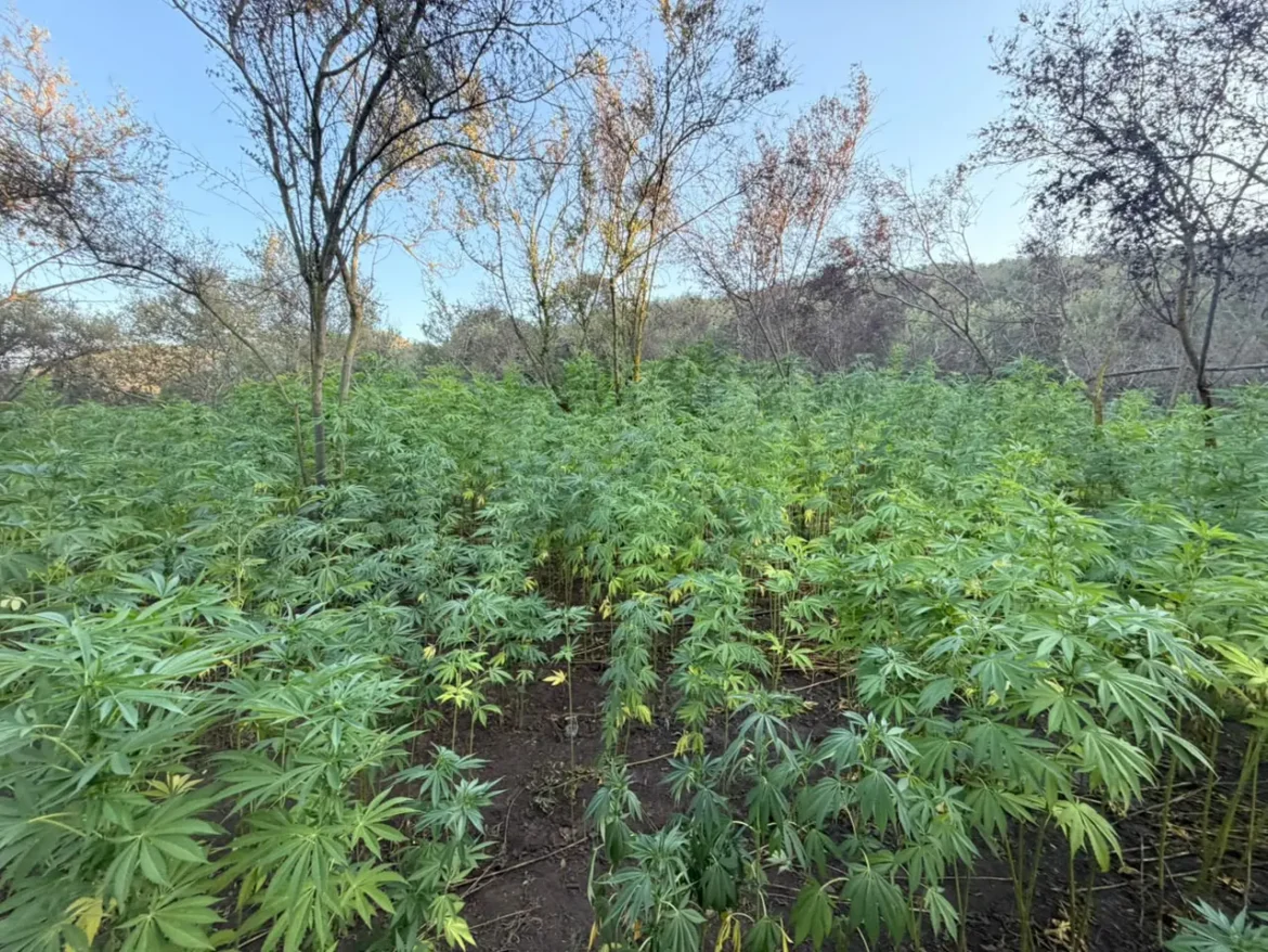 Destruyen 36 mil plantas de marihuana en cerro entre Tijuana y Rosarito tras denuncia ciudadana