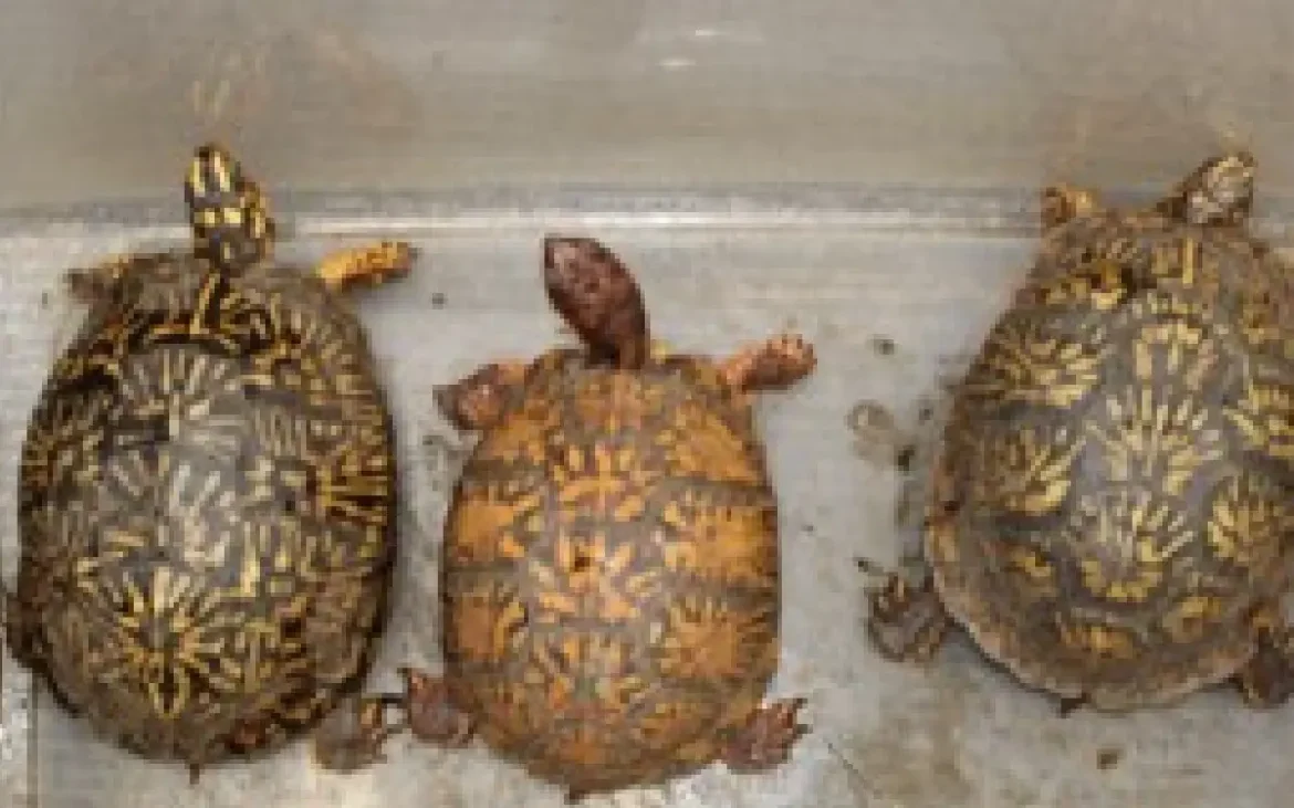 Jueza federal ordena prisión sin fianza para Georgina Bribiesca por tráfico de reptiles en San Diego