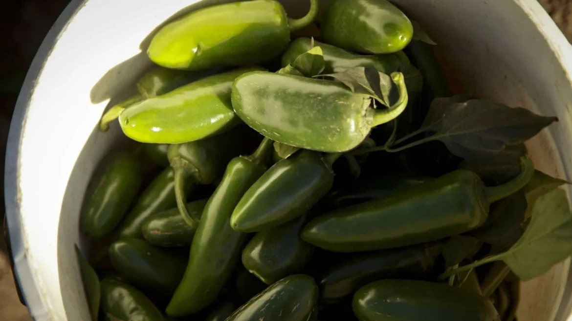 Investigan CDC brote de salmonela en EE.UU. vinculado a jalapeños de Sinaloa