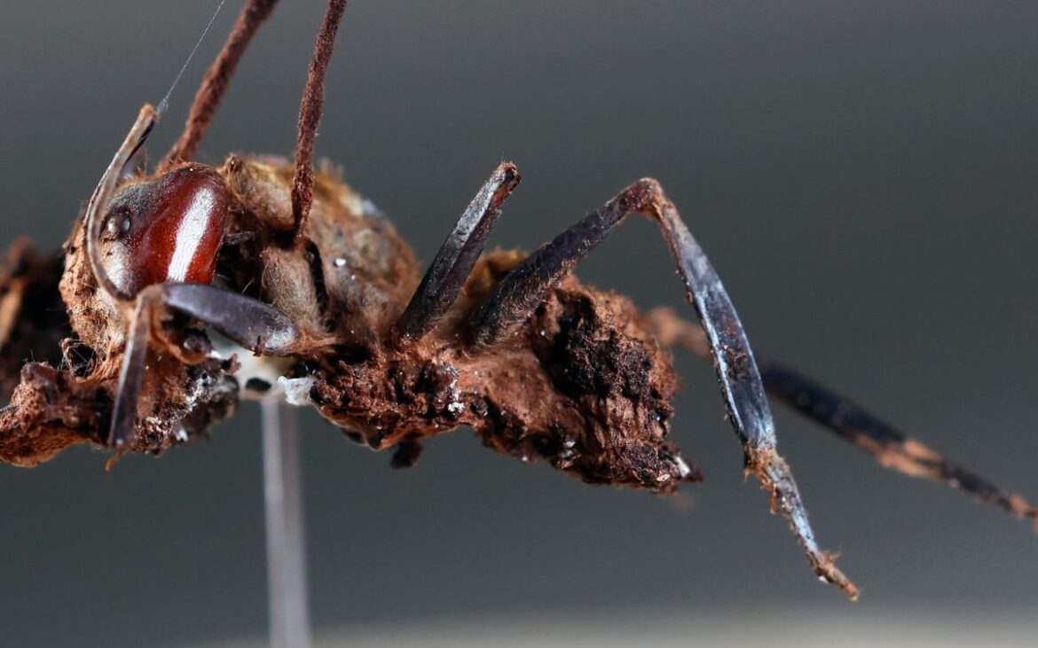 Descubren seis nuevas especies de hongos zombis en Jalisco; uno nombrado en honor a Guillermo del Toro